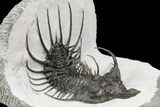 New Trilobite Species (Affinities to Quadrops) - Very Large! #86535-3